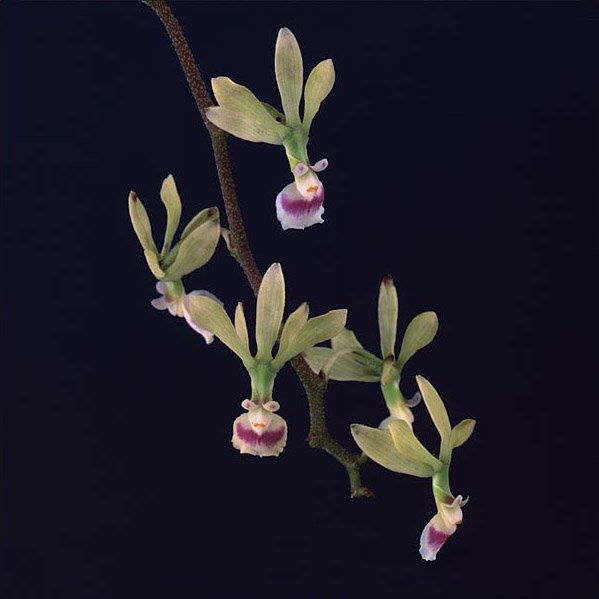 Encyclia ossenbachiana